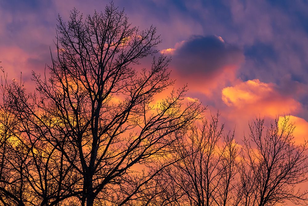 Canada-Manitoba-Winnipeg Clouds and silhouetted trees at sunset art print by Jaynes Gallery for $57.95 CAD