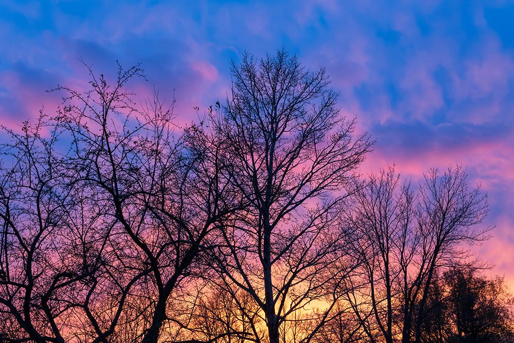 Canada-Manitoba-Winnipeg Clouds and silhouetted trees at sunset art print by Jaynes Gallery for $57.95 CAD