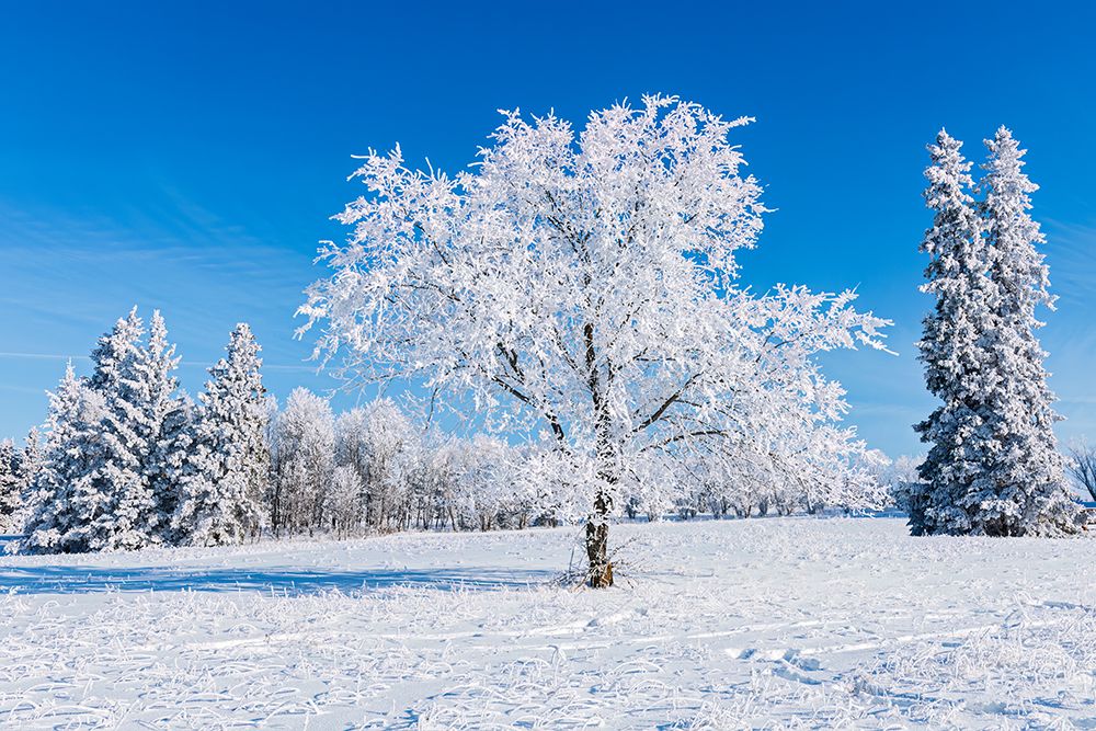 Canada-Manitoba-Birds Hill Provincial Park Hoarfrost-covered trees art print by Jaynes Gallery for $57.95 CAD
