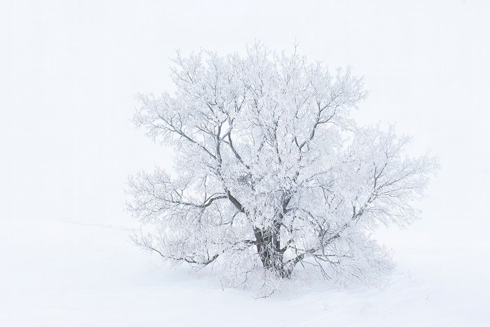 Canada-Manitoba-Oakbank Hoarfrost-covered maple trees art print by Jaynes Gallery for $57.95 CAD