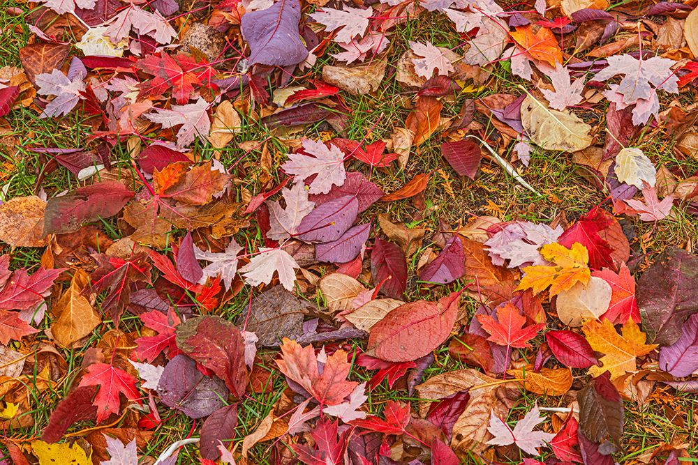 Canada-Manitoba-Winnipeg Autumn maple leaves on ground art print by Jaynes Gallery for $57.95 CAD