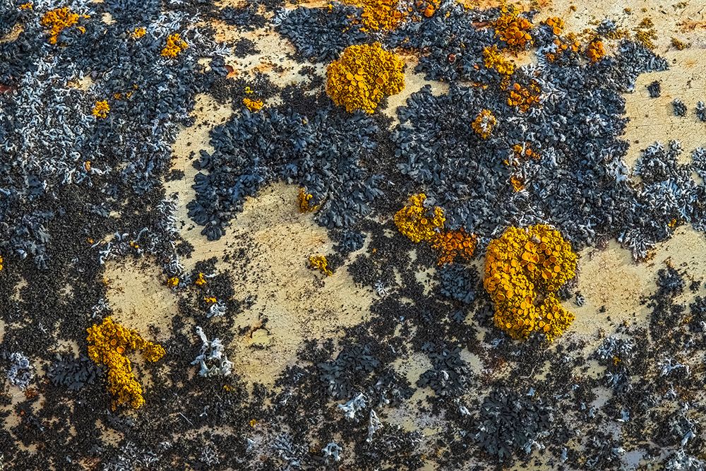 Canada-Manitoba-St Lupicin Close-up of rusted paint patterns on vintage car art print by Jaynes Gallery for $57.95 CAD