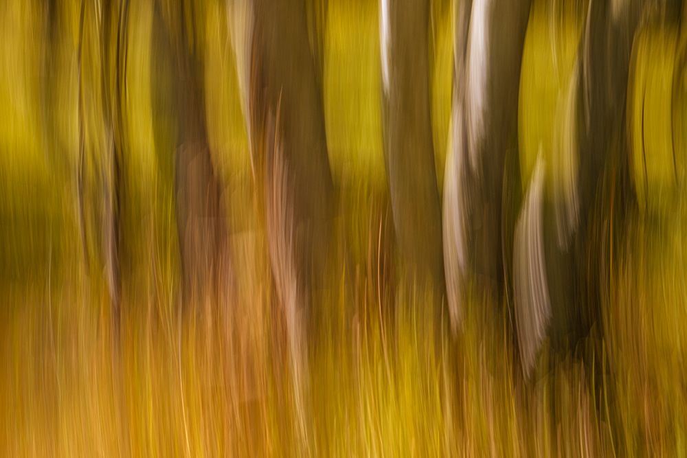 Canada-Manitoba-Winnipeg Abstract of trees in Seine River Forest art print by Jaynes Gallery for $57.95 CAD
