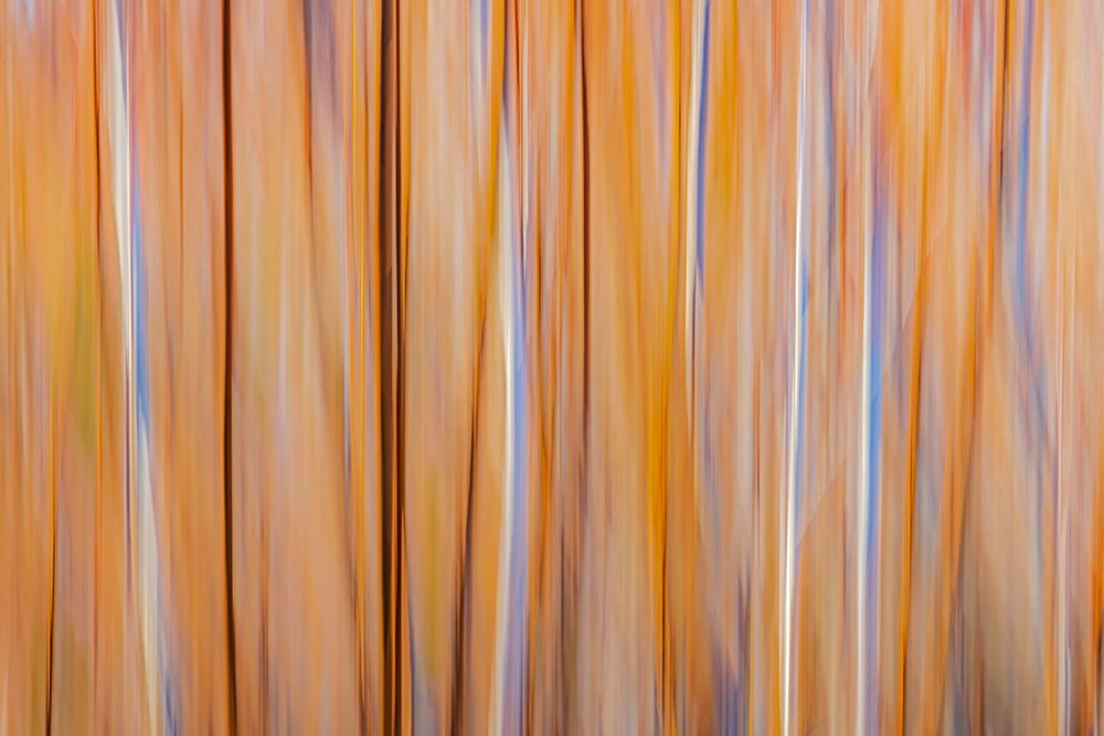 Canada-Manitoba-Winnipeg Abstract of trees in Seine River Forest art print by Jaynes Gallery for $57.95 CAD