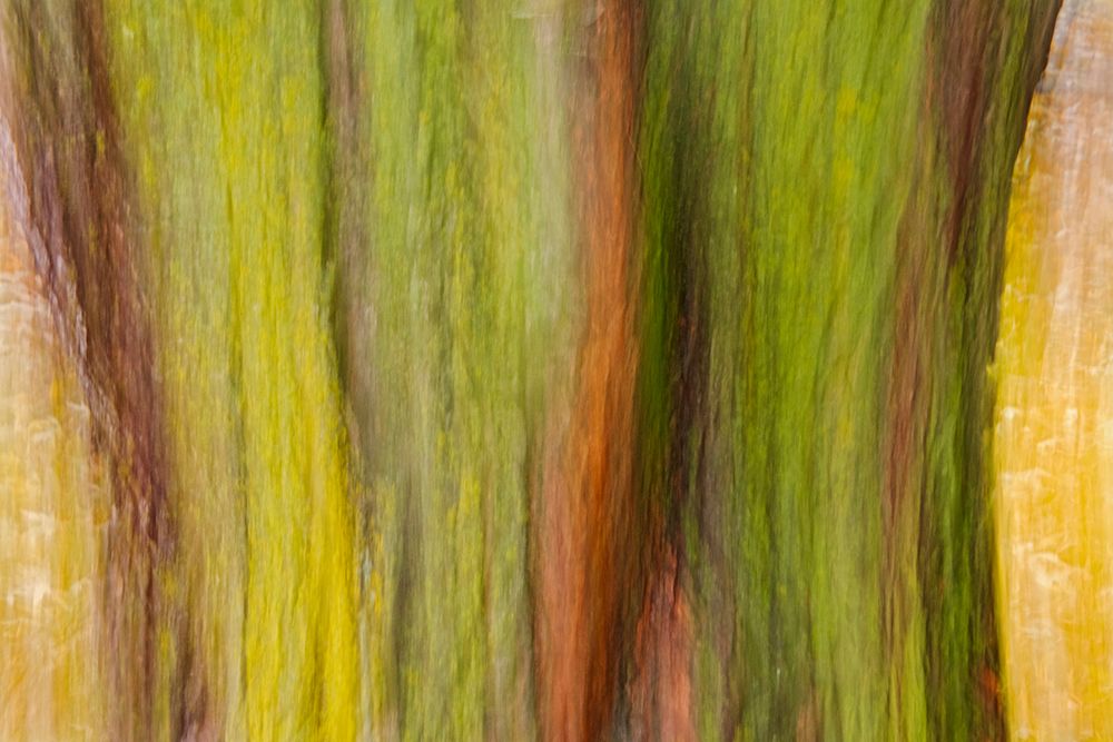Canada-Manitoba-Winnipeg Lichens on maple tree art print by Jaynes Gallery for $57.95 CAD