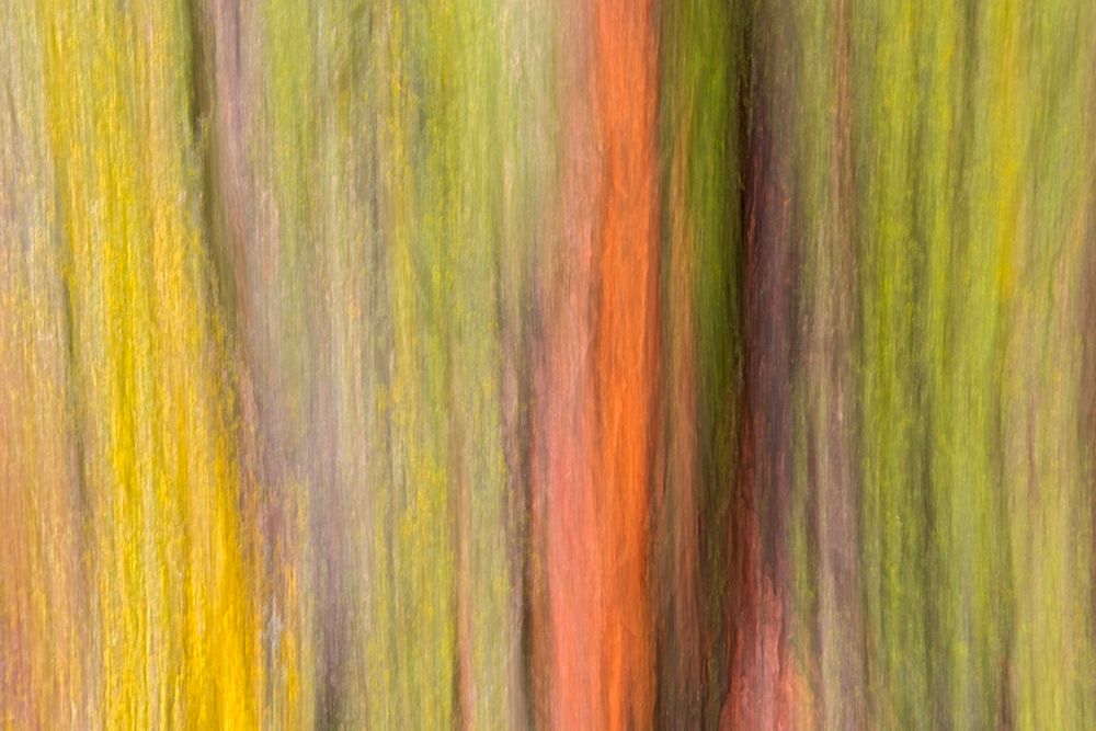 Canada-Manitoba-Winnipeg Lichens on maple tree art print by Jaynes Gallery for $57.95 CAD