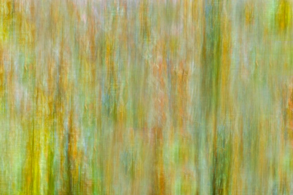 Canada-Manitoba-Winnipeg Abstract of trees in Seine River Forest art print by Jaynes Gallery for $57.95 CAD