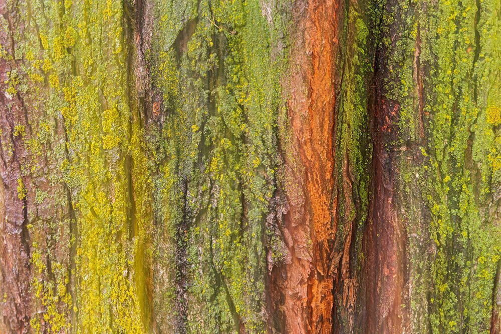 Canada-Manitoba-Winnipeg Lichens on maple tree art print by Jaynes Gallery for $57.95 CAD