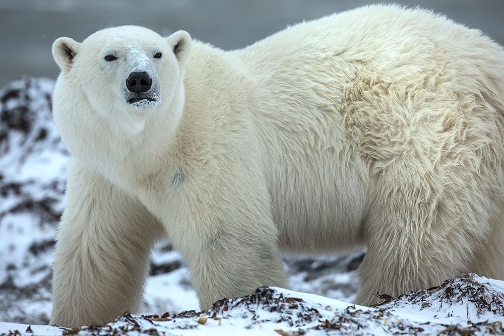 Canada, Manitoba, Churchill. Male polar bear close-up. art print by Jaynes Gallery for $57.95 CAD
