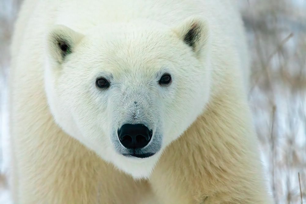 Canada, Manitoba, Churchill. Face of polar bear close-up. art print by Jaynes Gallery for $57.95 CAD