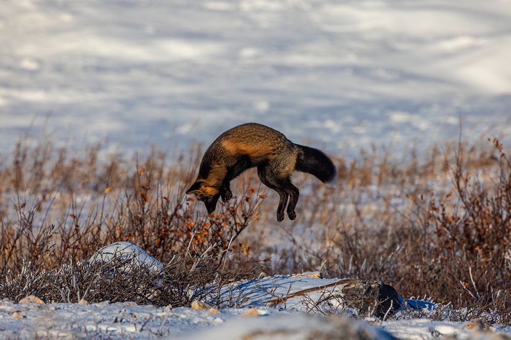 Canada, Manitoba, Hudson Bay. Cross fox hunting for underground rodent. art print by Jaynes Gallery for $57.95 CAD