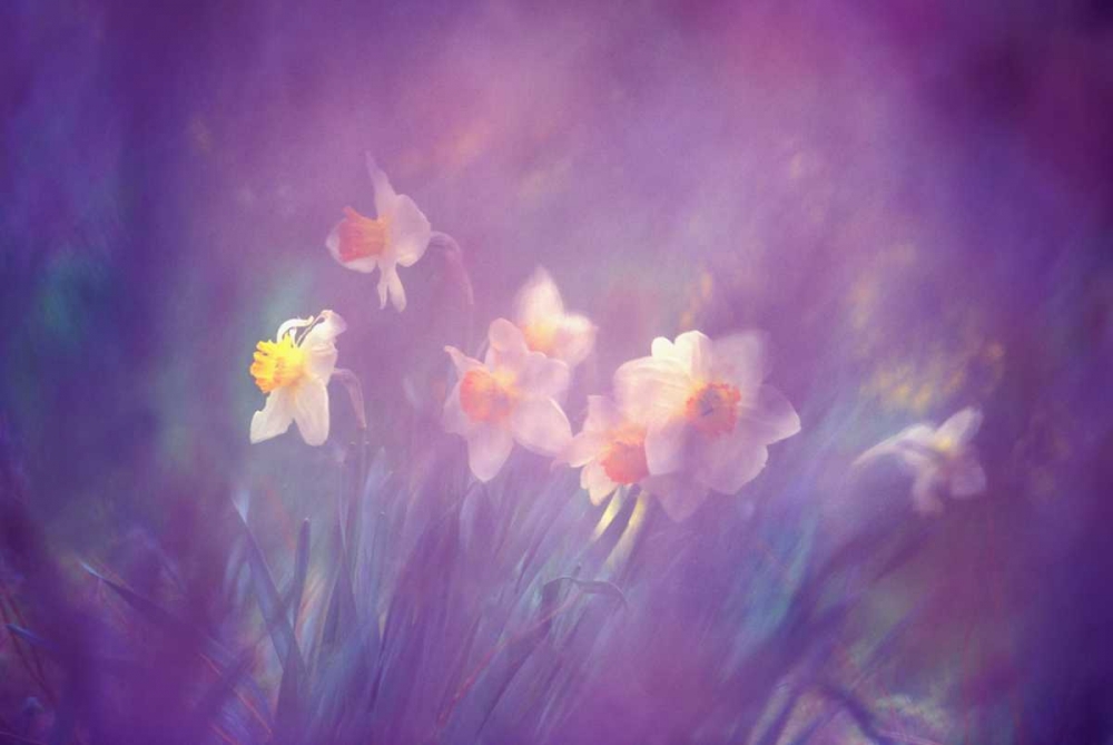 Canada, New Brunswick Abstract of daffodils art print by Charles Needle for $57.95 CAD