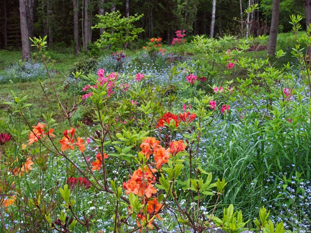 Canada, New Brunswick, garden and forest art print by Ellen Anon for $57.95 CAD