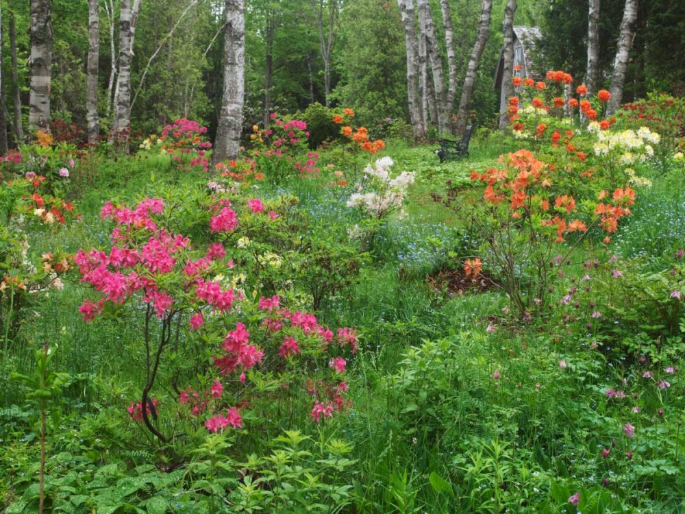 Canada, New Brunswick, garden and forest art print by Ellen Anon for $57.95 CAD