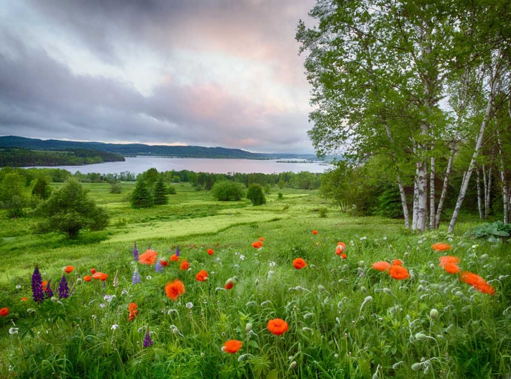 Canada, New Brunswick Landscape of meadow art print by Ellen Anon for $57.95 CAD
