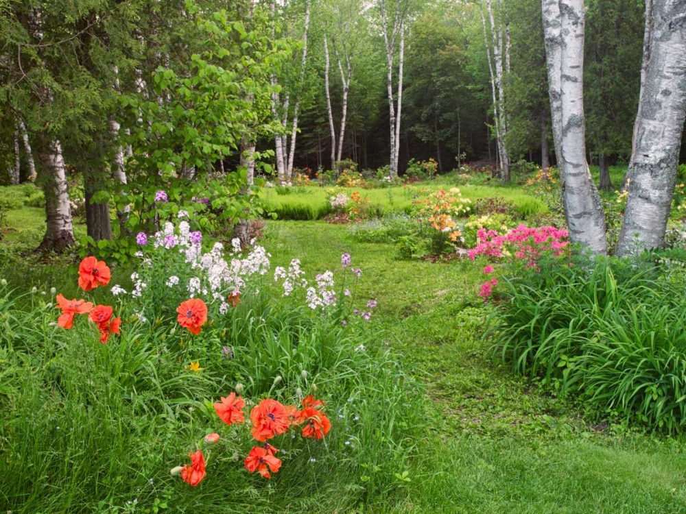 Canada, New Brunswick, garden and forest art print by Ellen Anon for $57.95 CAD