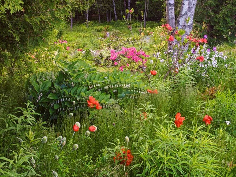 Canada, New Brunswick, garden and forest art print by Ellen Anon for $57.95 CAD