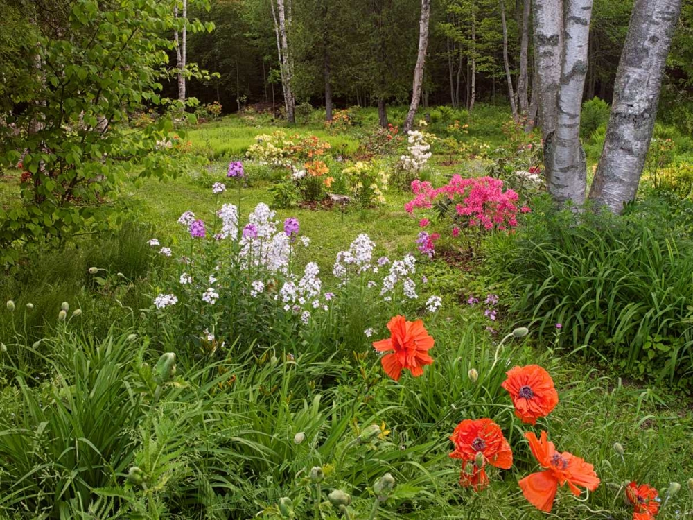 Canada, New Brunswick, garden and forest art print by Ellen Anon for $57.95 CAD