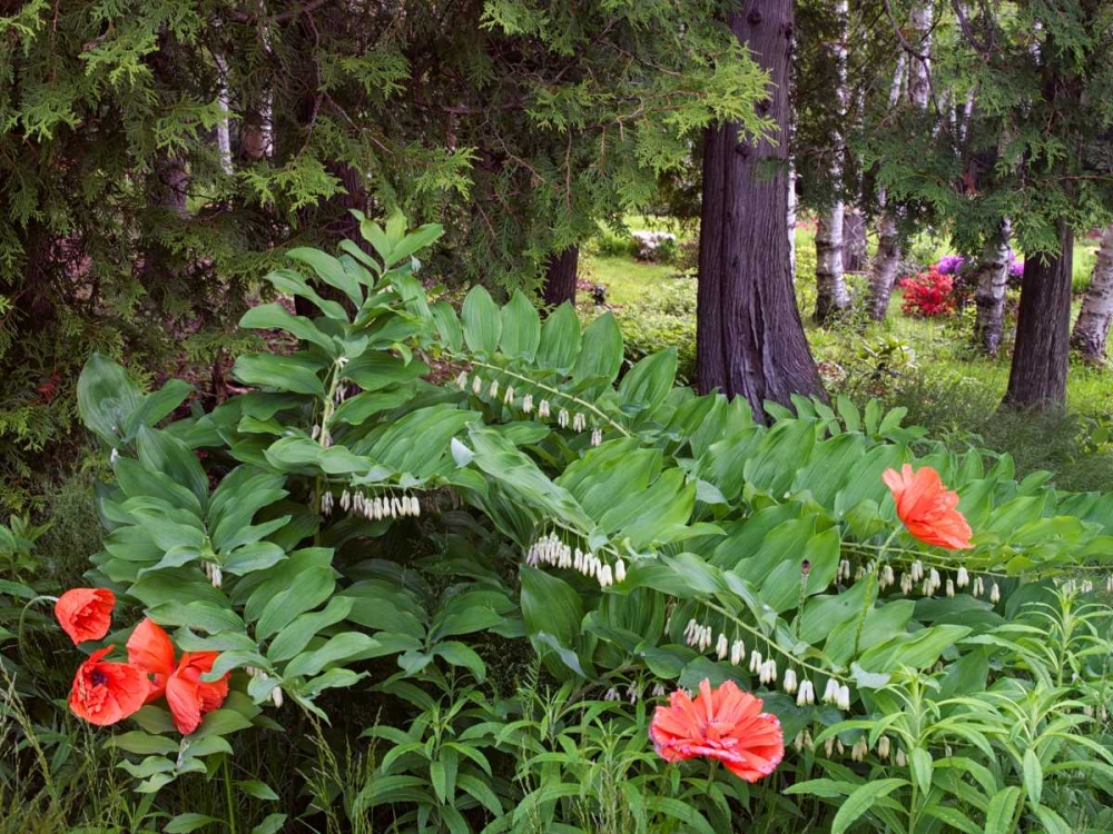 Canada, New Brunswick Wildflowers art print by Ellen Anon for $57.95 CAD