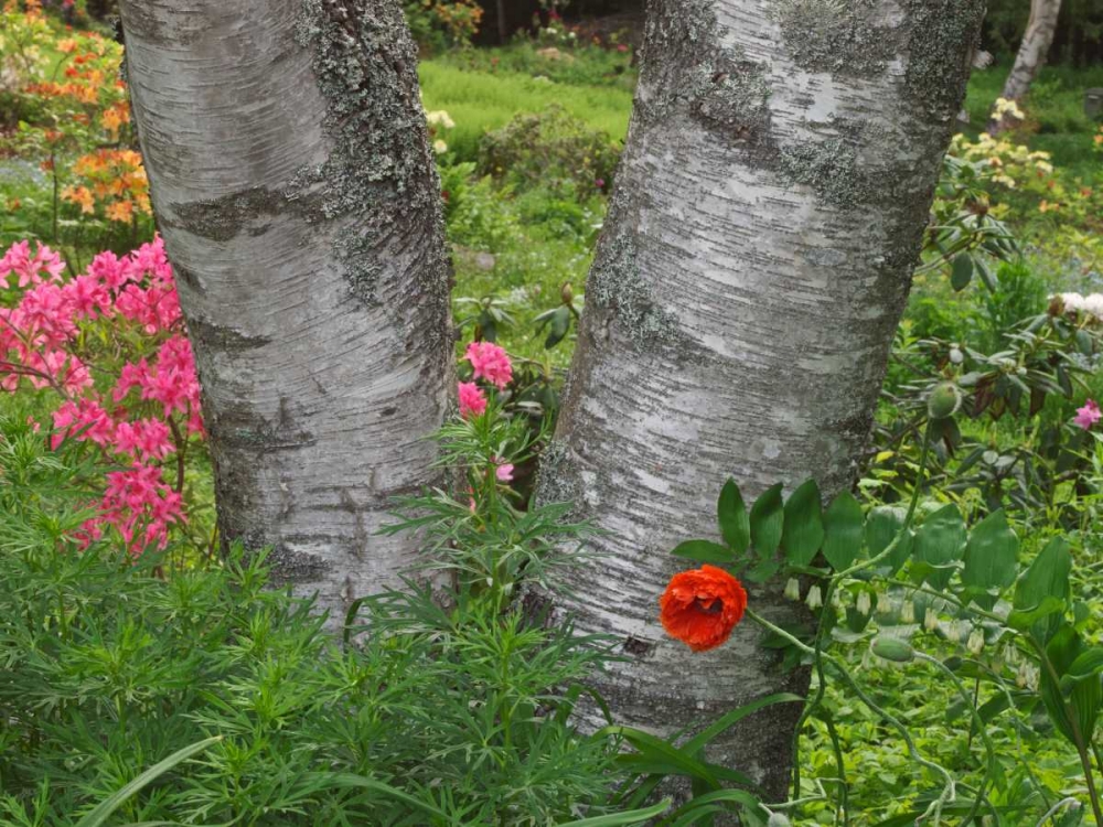 Canada, New Brunswick Birch tree and flowers art print by Ellen Anon for $57.95 CAD
