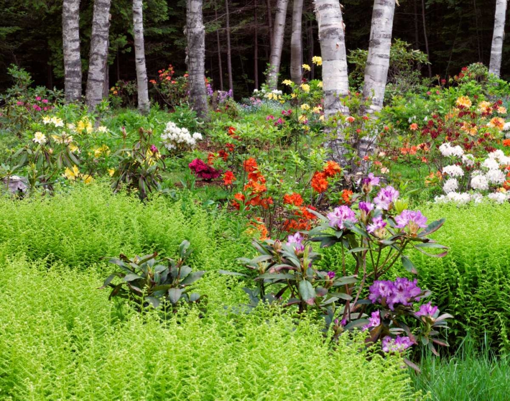 Canada, New Brunswick, garden and forest art print by Ellen Anon for $57.95 CAD
