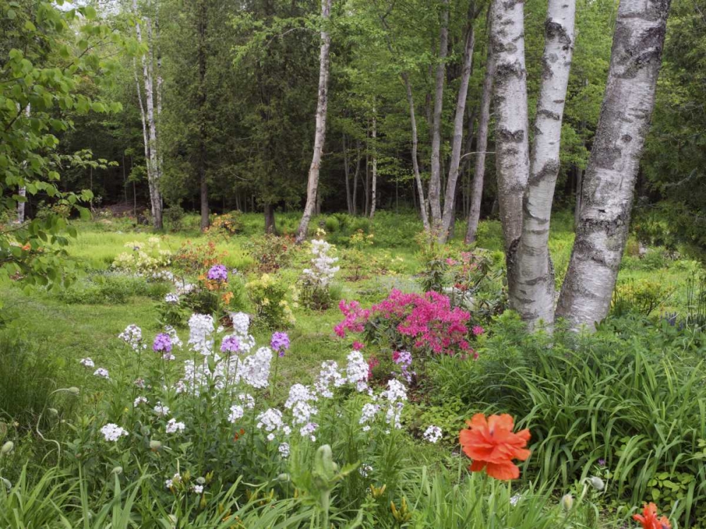Canada, New Brunswick, Forest and garden art print by Ellen Anon for $57.95 CAD