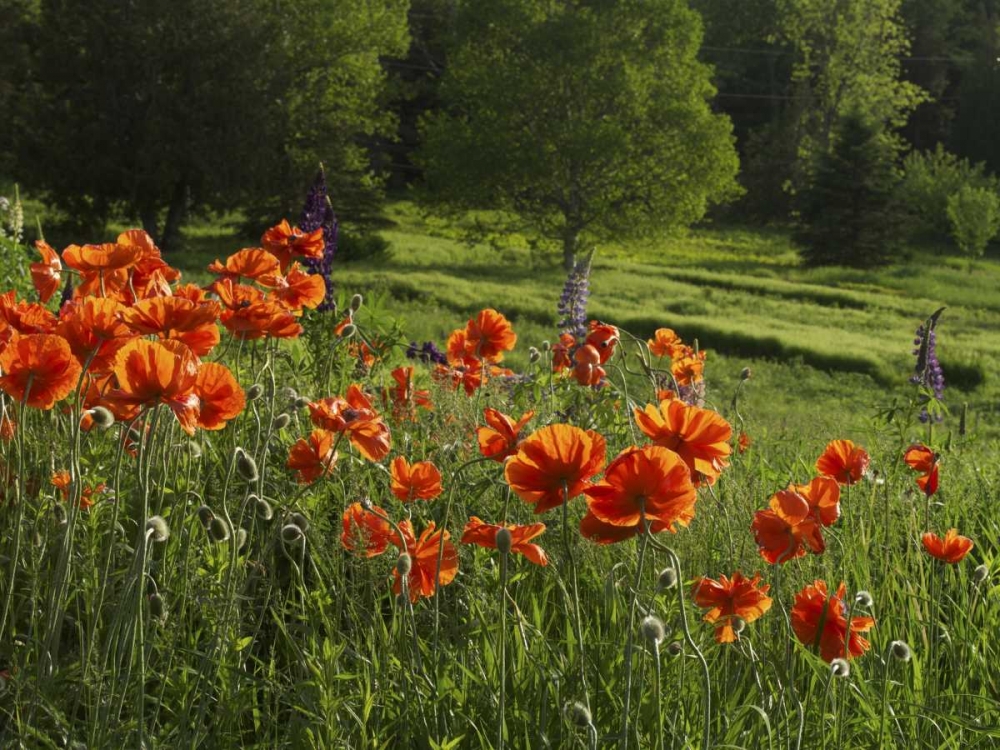 Canada, New Brunswick Poppies and forest art print by Ellen Anon for $57.95 CAD