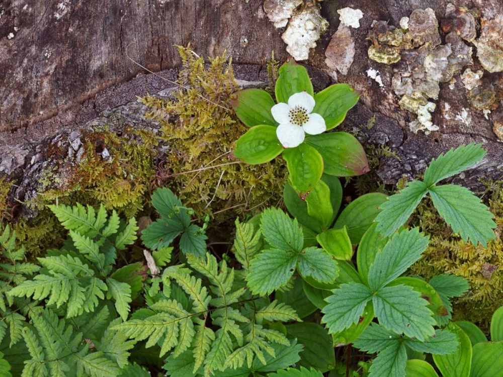 Canada, New Brunswick Plants on forest floor art print by Ellen Anon for $57.95 CAD