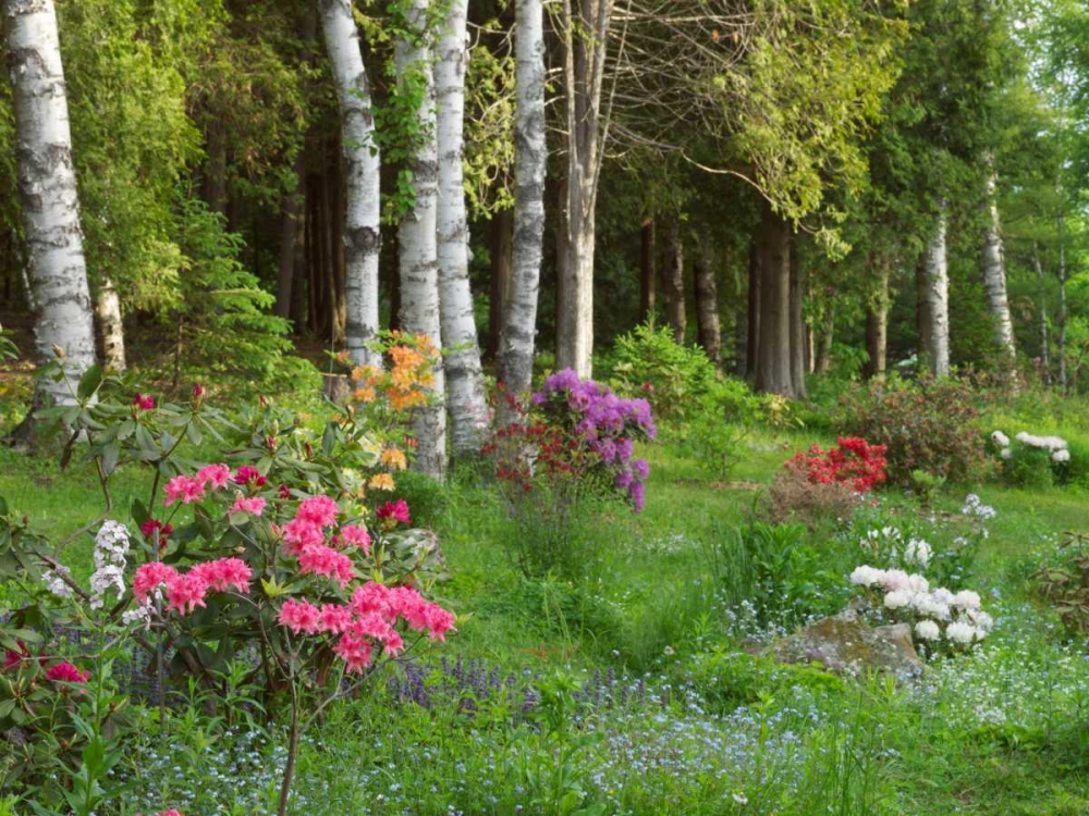 Canada, New Brunswick, Forest and garden art print by Ellen Anon for $57.95 CAD