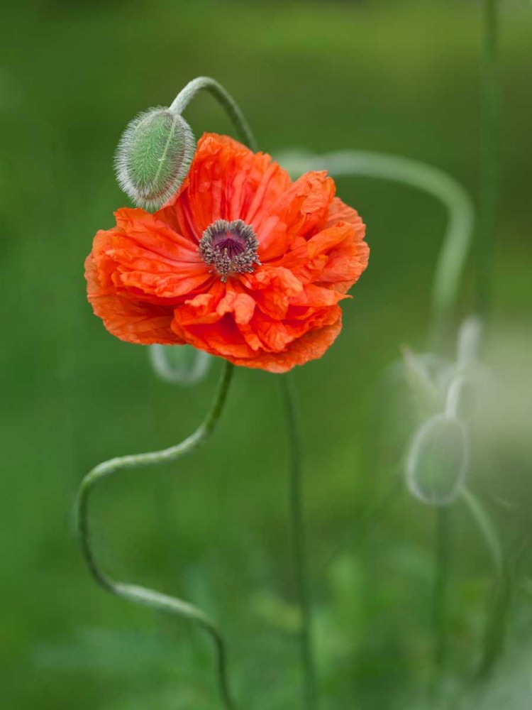 Canada, New Brunswick Poppy flower and bud art print by Ellen Anon for $57.95 CAD
