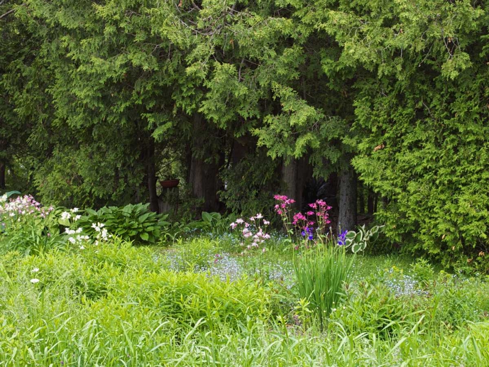 Canada, New Brunswick, Forest and garden art print by Ellen Anon for $57.95 CAD