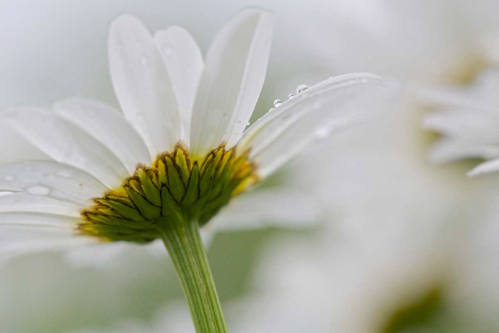 Canada, New Brunswick Daisy flower art print by Ellen Anon for $57.95 CAD