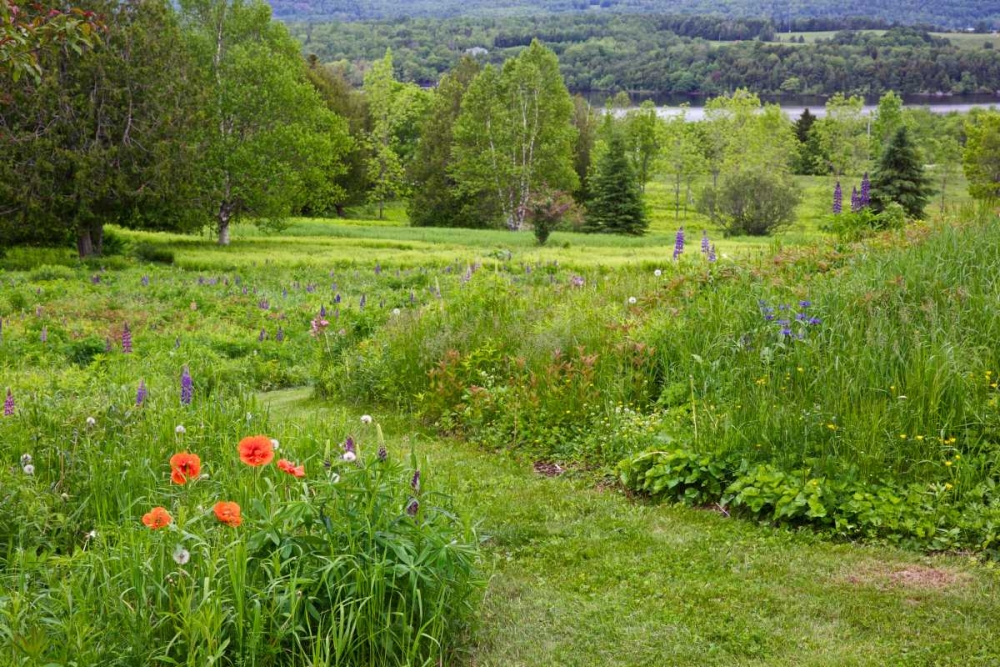 Canada, New Brunswick Landscape of meadow art print by Ellen Anon for $57.95 CAD