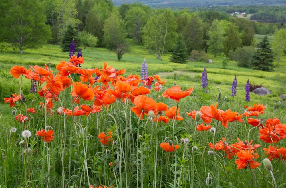Canada, New Brunswick Landscape with wildflowers art print by Ellen Anon for $57.95 CAD
