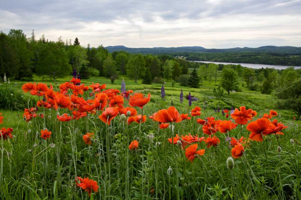 Canada, New Brunswick Flowers and St John River art print by Ellen Anon for $57.95 CAD