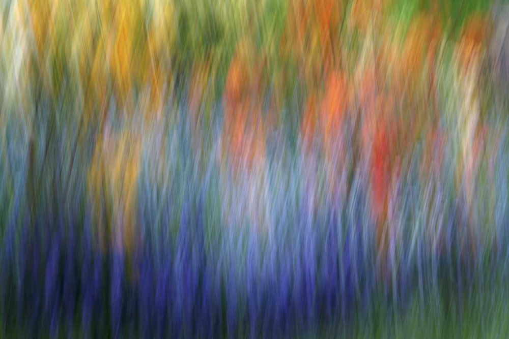 Canada Abstract blur of garden colors art print by Ellen Anon for $57.95 CAD