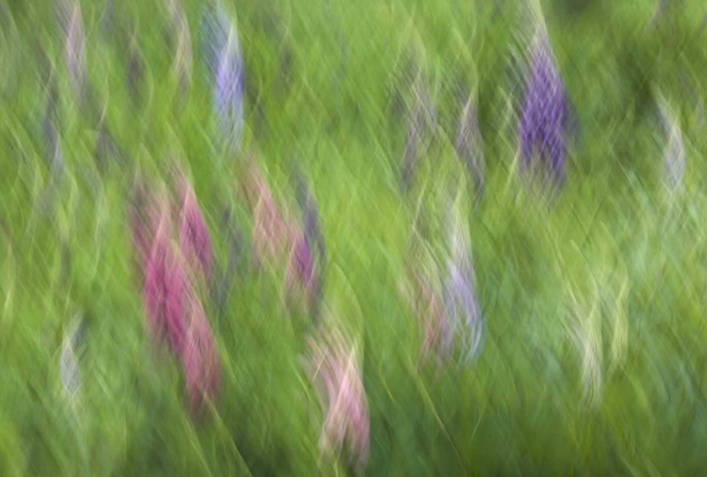 Canada Abstract blur of garden colors art print by Ellen Anon for $57.95 CAD