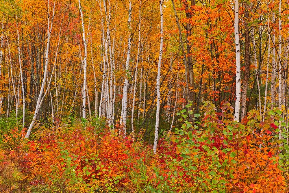 Canada-New Brunswick-Gagetown Acadian forest in autumn foliage art print by Jaynes Gallery for $57.95 CAD