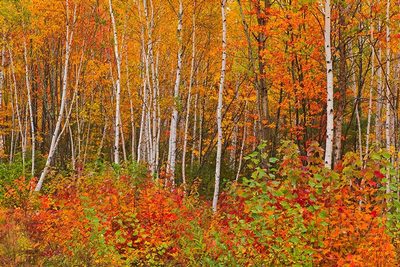 New Brunswick Art prints and posters
