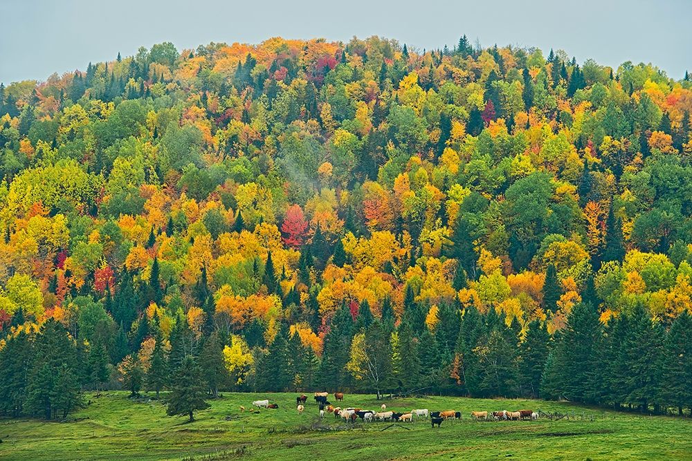 Canada-New Brunswick-Saint-Jacques Acadian forest in autumn foliage art print by Jaynes Gallery for $57.95 CAD