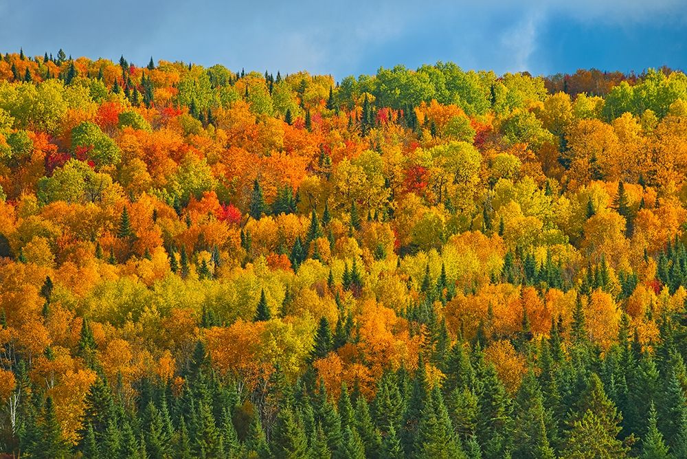Canada-New Brunswick-Saint-Joseph Forest in autumn foliage art print by Jaynes Gallery for $57.95 CAD