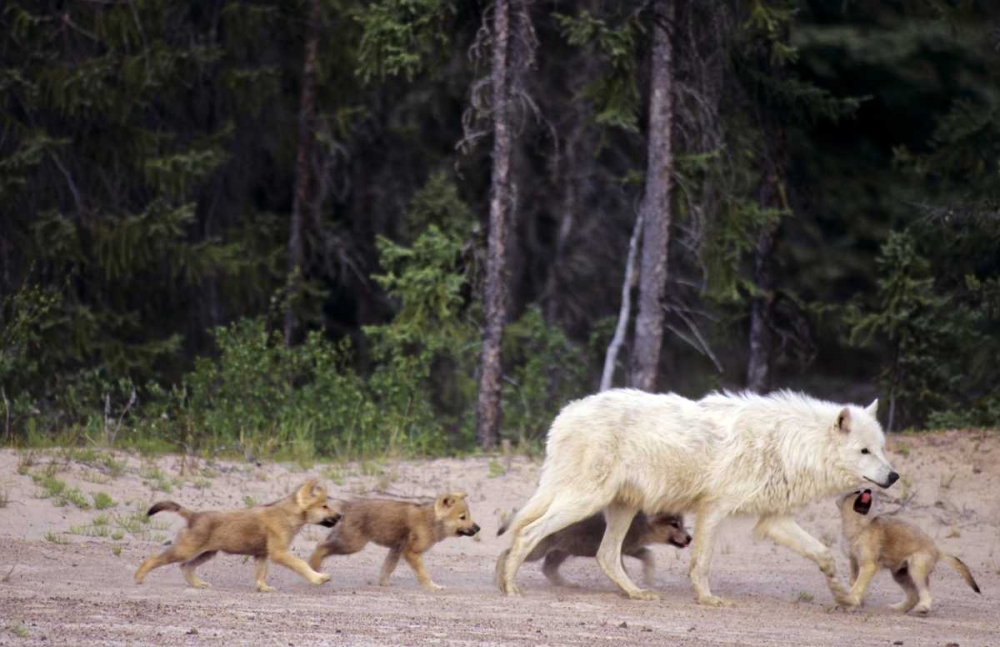 Canada, Great Slave Lake Wild gray wolf and pups art print by Dave Welling for $57.95 CAD