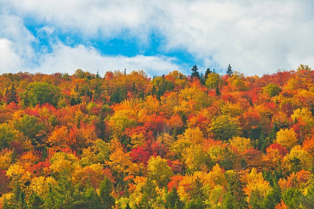Canada-Nova Scotia-Indian Brook Forest in autumn foliage art print by Jaynes Gallery for $57.95 CAD
