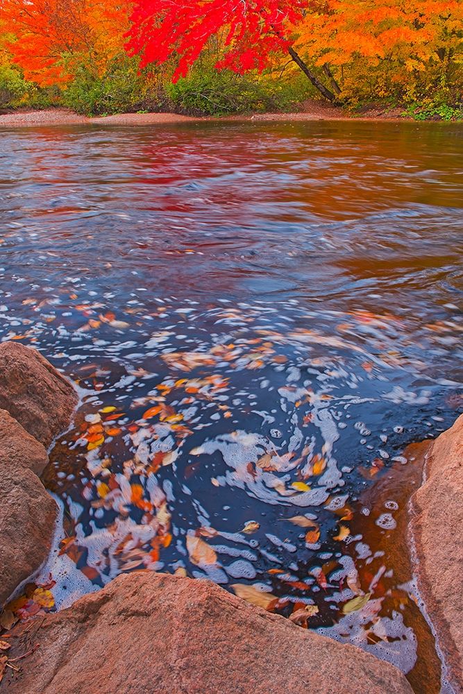 Canada-Nova Scotia-Cape Breton Island North Aspy River and forest in autumn art print by Jaynes Gallery for $57.95 CAD