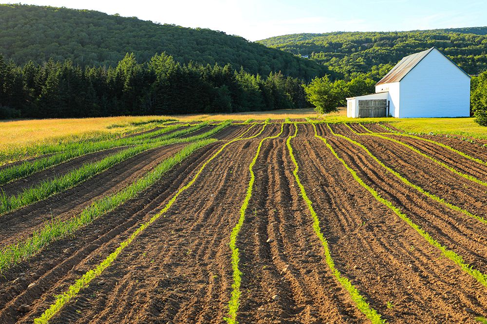Canada-Nova Scotia-Cape Breton-Miller Farm-Margaree art print by Patrick J. Wall for $57.95 CAD