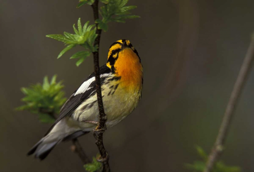 Canada, Ontario Male blackburnian warbler art print by Arthur Morris for $57.95 CAD