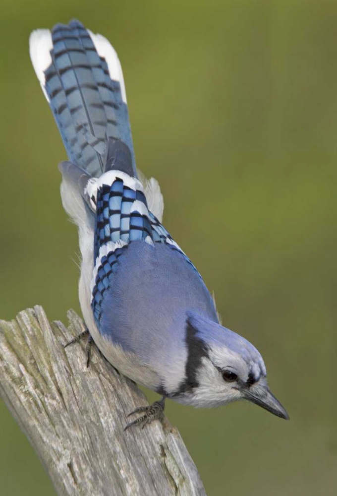 Canada, Rondeau PP Inquisitive blue jay on limb art print by Arthur Morris for $57.95 CAD