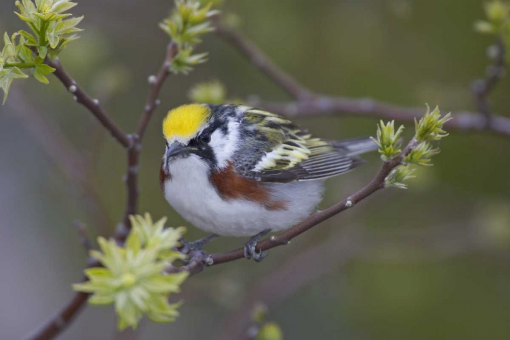 Canada, Ontario,  Chestnut-sided warbler on tree art print by Arthur Morris for $57.95 CAD