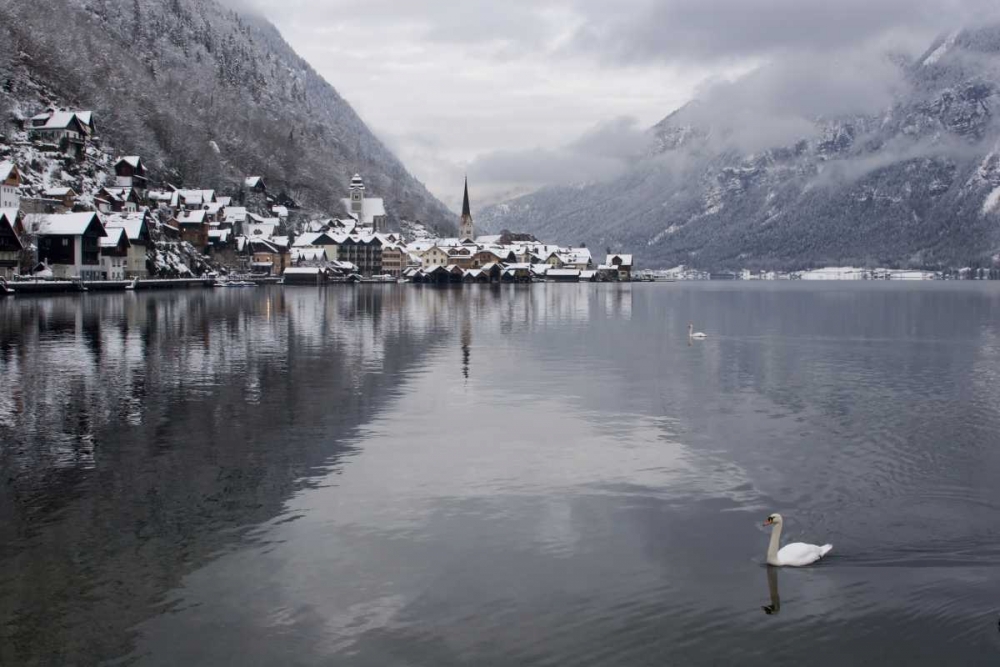 Austria, Hallstatt Swan on Lake Hallstatt art print by Bill Young for $57.95 CAD
