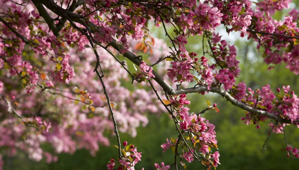 Canada, Ontario, Ottawa Cherry blossoms art print by Bill Young for $57.95 CAD
